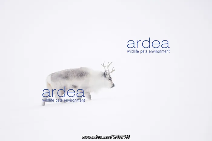 : Reindeer (Rangifer tarandus) walking through misty snow-covered landscape : Reindeer (Rangifer tarandus) walking through misty snow-covered landscape