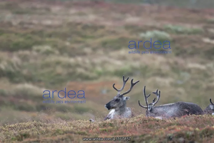 : Reindeer (Rangifer tarandus) cow and calf in the rain on the tundra : Reindeer (Rangifer tarandus) cow and calf in the rain on the tundra