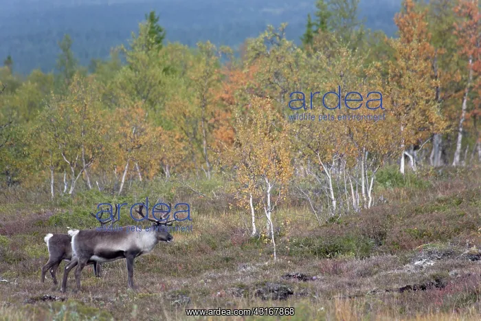 : Reindeer (Rangifer tarandus) cows walking in autmn tundra scenery : Reindeer (Rangifer tarandus) cows walking in autmn tundra scenery