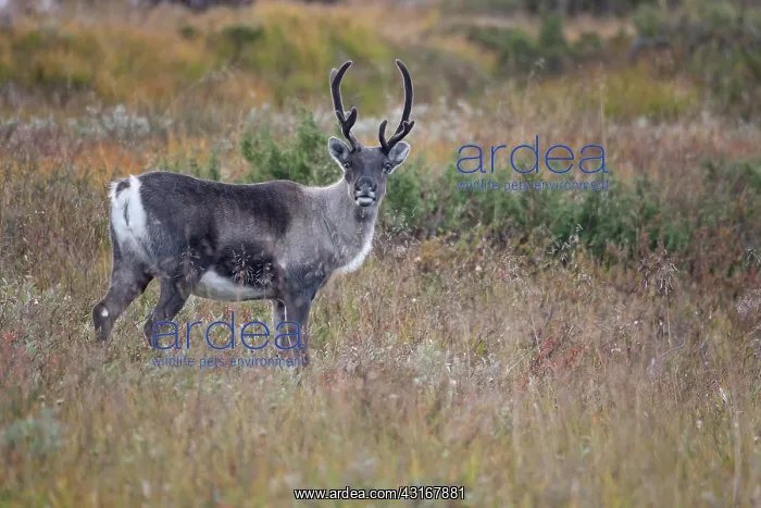 : Reindeer (Rangifer tarandus) cow with velvet antlers standing in tundra landscape : Reindeer (Rangifer tarandus) cow with velvet antlers standing in tundra landscape