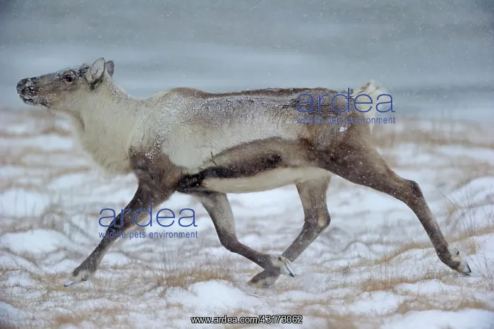 : Reindeer (Rangifer tarandus) running because it was scared away by a group : Reindeer (Rangifer tarandus) running because it was scared away by a group