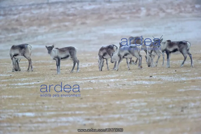 : Reindeer (Rangifer tarandus) This group comes down : Reindeer (Rangifer tarandus) This group comes down