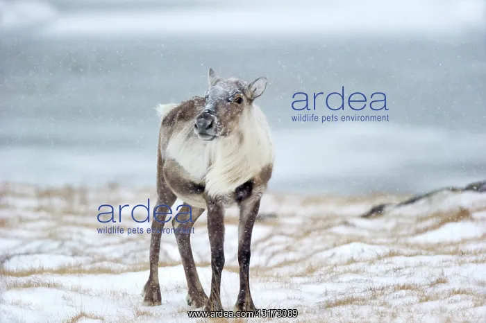 : Reindeer (Rangifer tarandus) watching the photographer in his car : Reindeer (Rangifer tarandus) watching the photographer in his car
