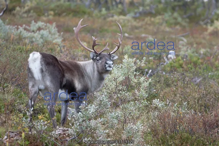 : Reindeer (Rangifer tarandus) bull standing in tundra scenery : Reindeer (Rangifer tarandus) bull standing in tundra scenery