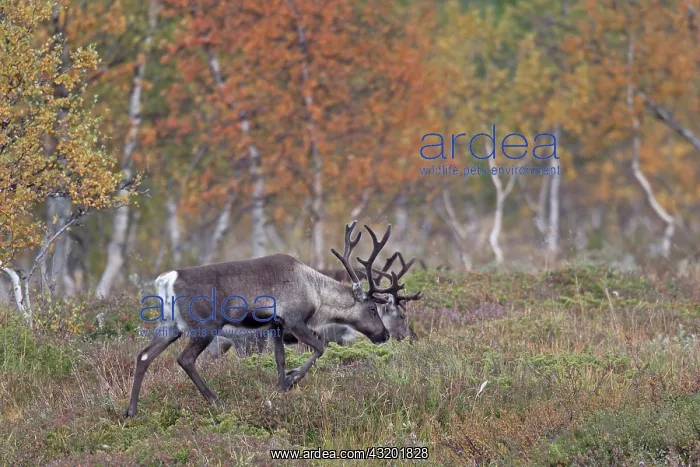  : Reindeer (Rangifer tarandus) cows walking in fall tundra scenery