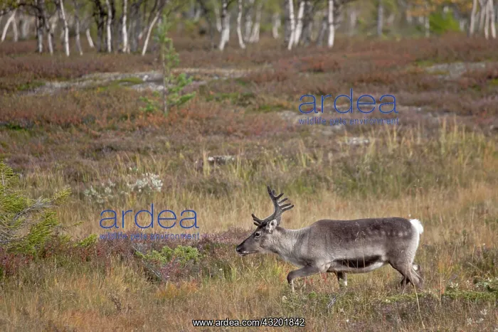 : Reindeer (Rangifer tarandus) cow with velvet antlers walking in tundra landscape : Reindeer (Rangifer tarandus) cow with velvet antlers walking in tundra landscape
