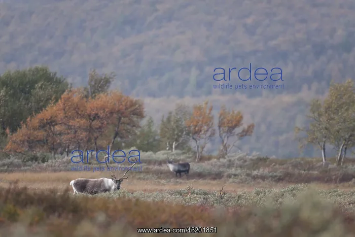 : Reindeer. Two Reindeer (Rangifer tarandus) bulls standing in the rain in tundra landscape : Reindeer. Two Reindeer (Rangifer tarandus) bulls standing in the rain in tundra landscape