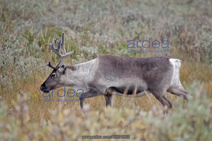 : Reindeer (Rangifer tarandus) cow with velvet antlers walking in tundra landscape : Reindeer (Rangifer tarandus) cow with velvet antlers walking in tundra landscape