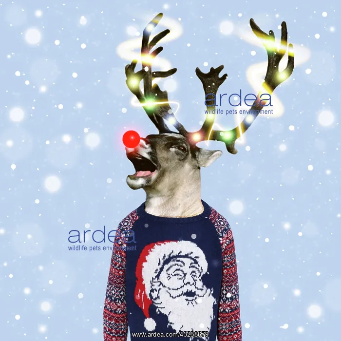 : Reindeer - with Christmas Jumper red nose and lights on antlers in wintwer : Reindeer - with Christmas Jumper red nose and lights on antlers in wintwer