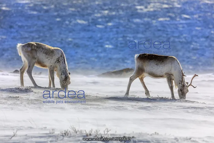 : Reindeer - two adult reindeer feeding on lichen : Reindeer - two adult reindeer feeding on lichen
