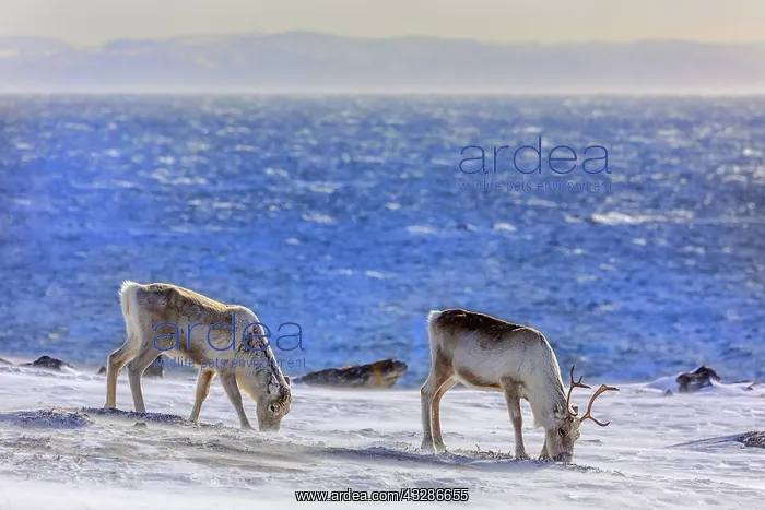 : Reindeer - two adult reindeer feeding on lichen : Reindeer - two adult reindeer feeding on lichen