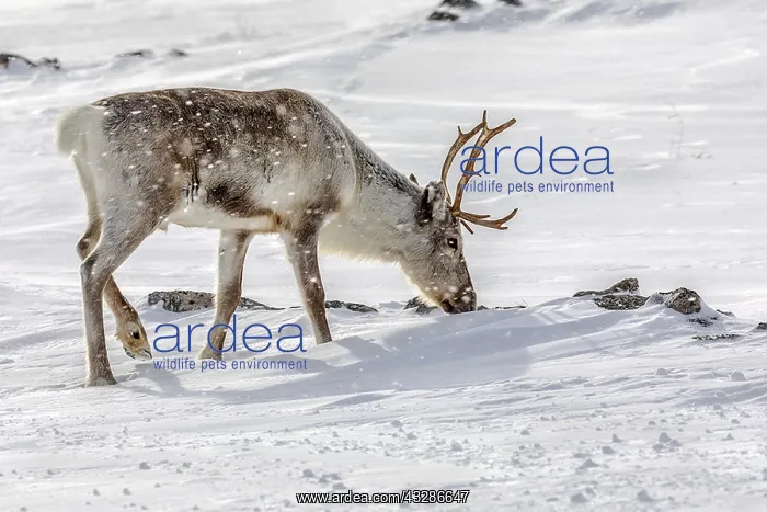 : Reindeer - adult reindeer feeding on lichen growing : Reindeer - adult reindeer feeding on lichen growing