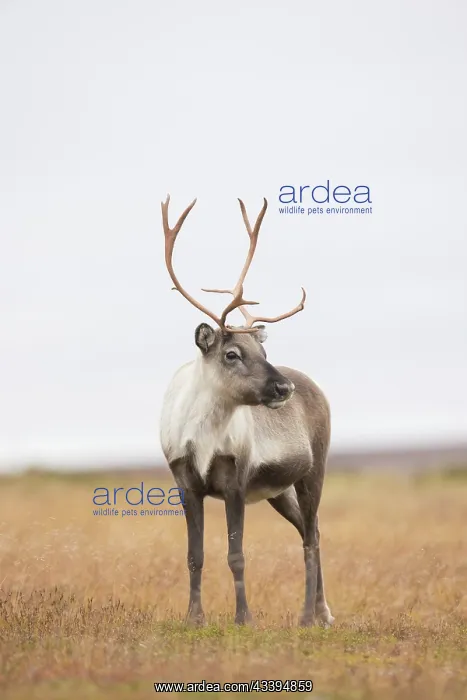 : Reindeer autumn : Reindeer autumn