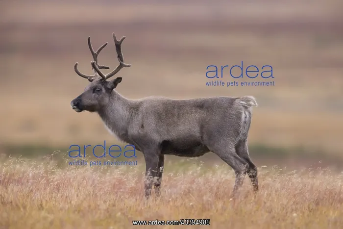 : Reindeer autumn : Reindeer autumn