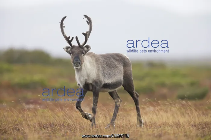 : Reindeer autumn : Reindeer autumn
