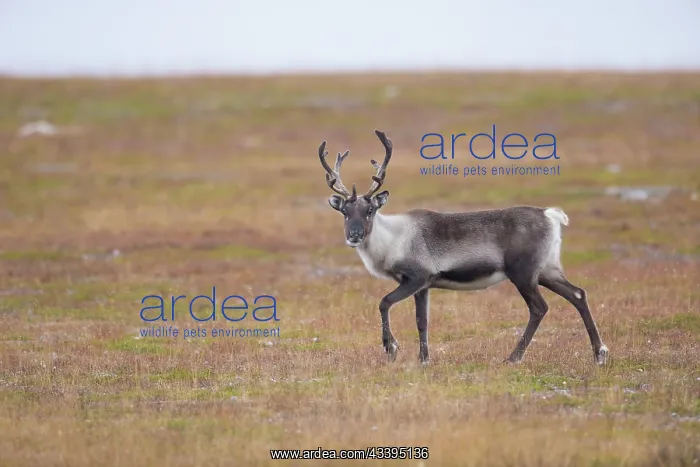 : Reindeer autumn : Reindeer autumn
