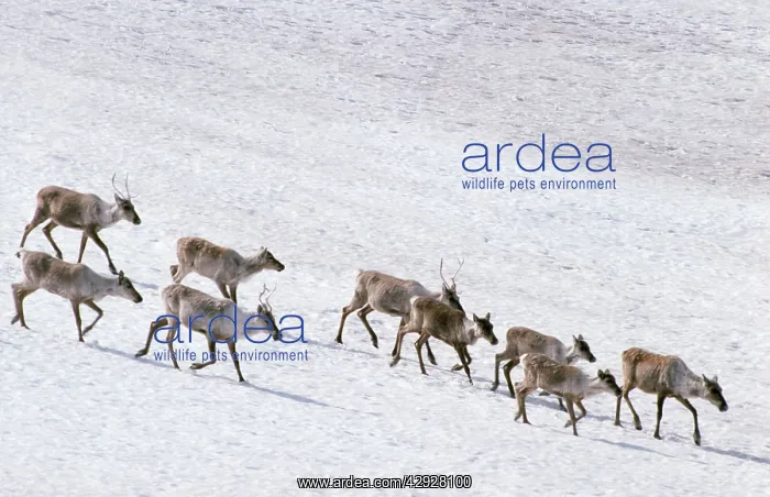 : Reindeer - on barren ground : Reindeer - on barren ground