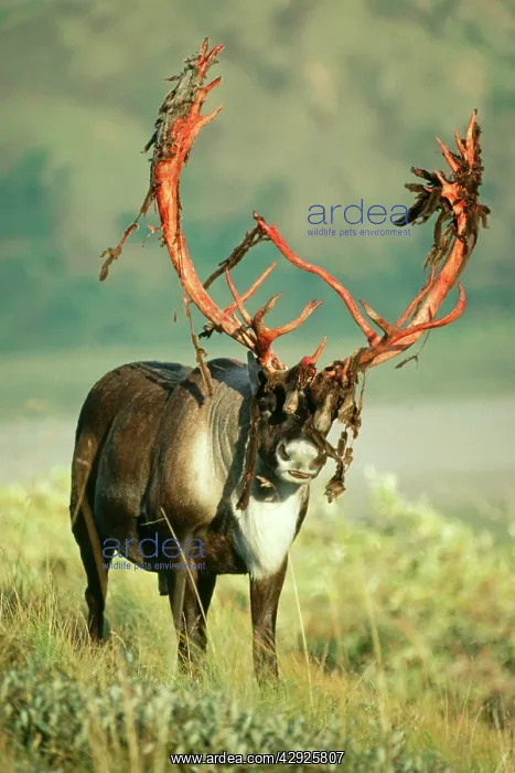 : REINDEER - Barren Ground Caribou - with antlers moulting : REINDEER - Barren Ground Caribou - with antlers moulting