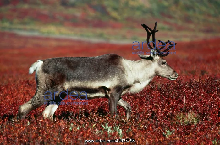 : Reindeer / Barren Ground Caribou - Female : Reindeer / Barren Ground Caribou - Female