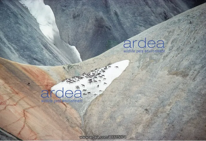 : REINDEER / Barren ground Caribou - migrating through : REINDEER / Barren ground Caribou - migrating through