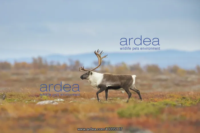 : Reindeer bull : Reindeer bull