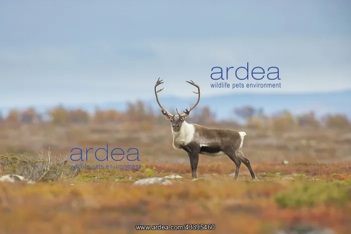 : Reindeer bull : Reindeer bull