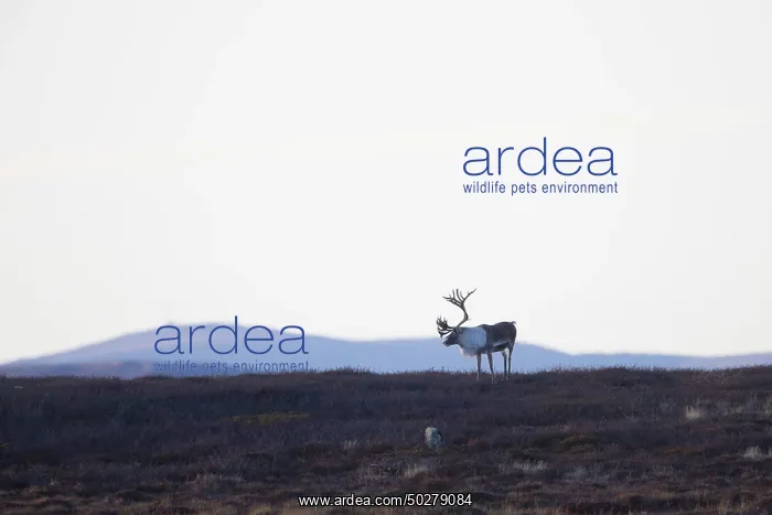 : Reindeer bull : Reindeer bull