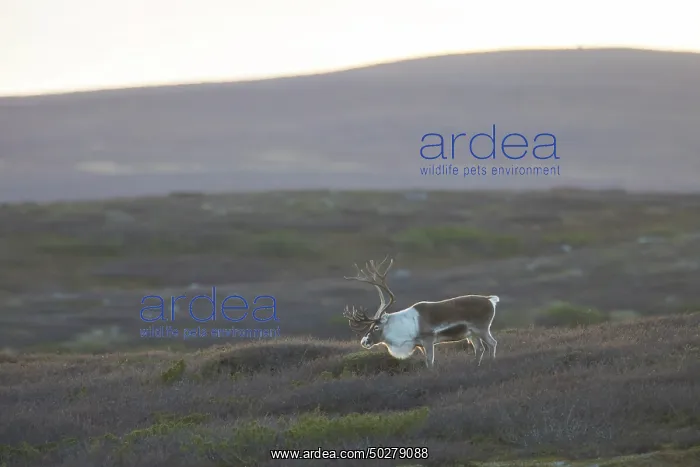 : Reindeer bull : Reindeer bull