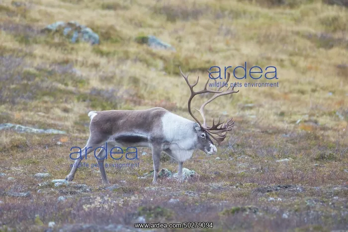 : Reindeer bull : Reindeer bull