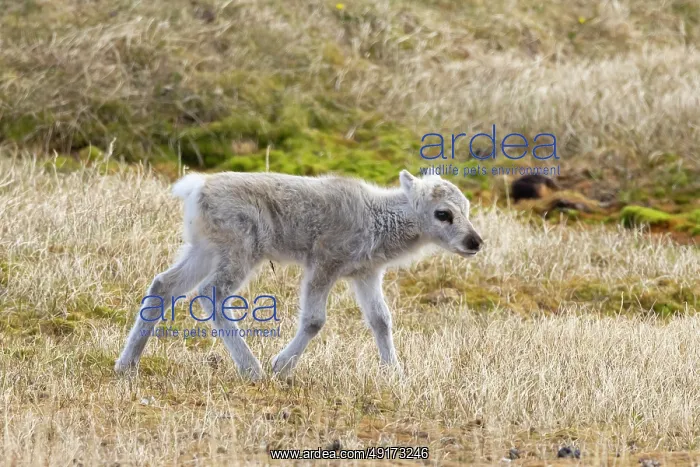 : Reindeer calf : Reindeer calf