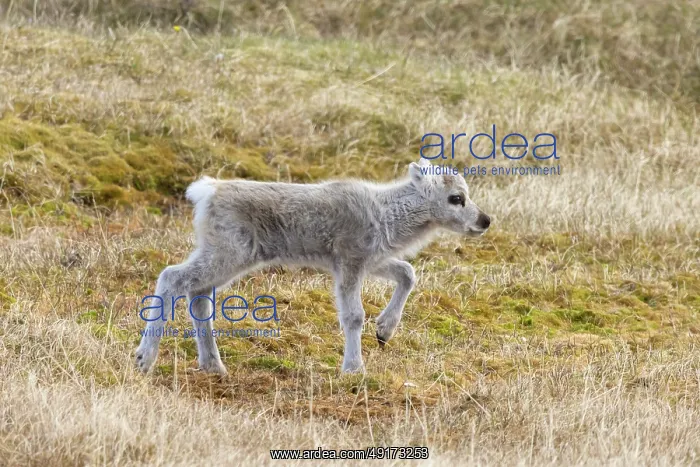 : Reindeer calf : Reindeer calf