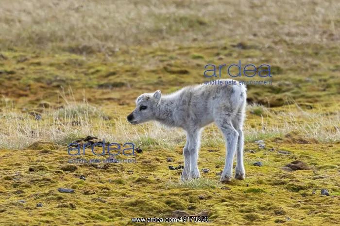 : Reindeer calf : Reindeer calf