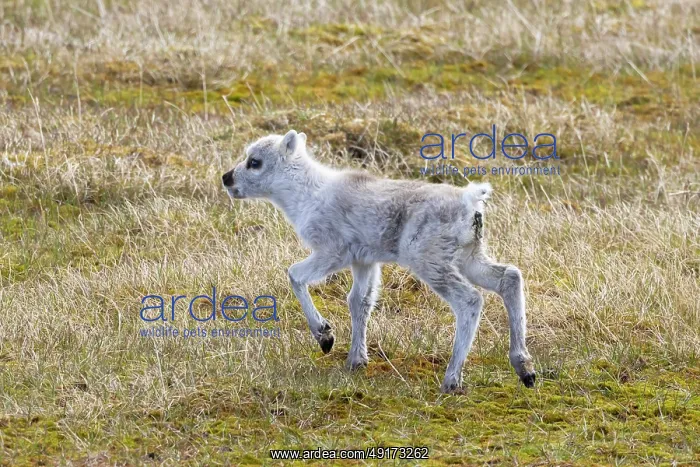 : Reindeer calf : Reindeer calf