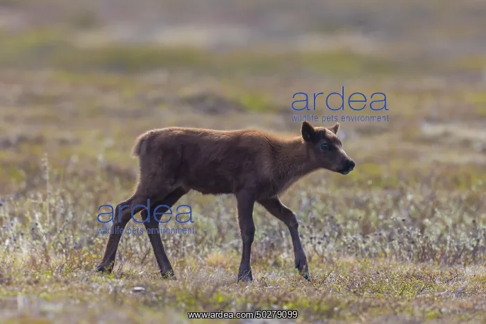: Reindeer calf : Reindeer calf