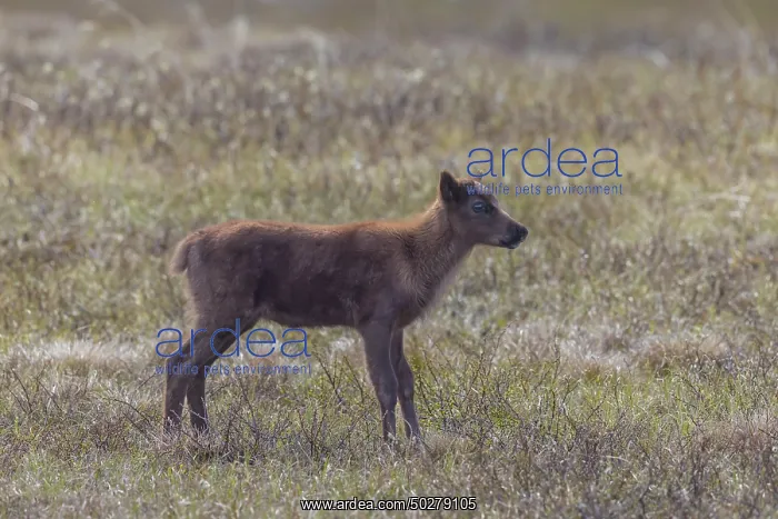 : Reindeer calf : Reindeer calf