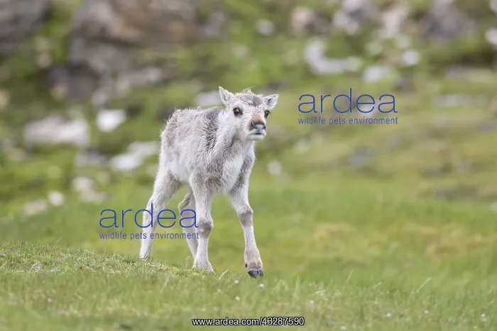 : Reindeer - calf - Svalbard, Norway : Reindeer - calf - Svalbard, Norway
