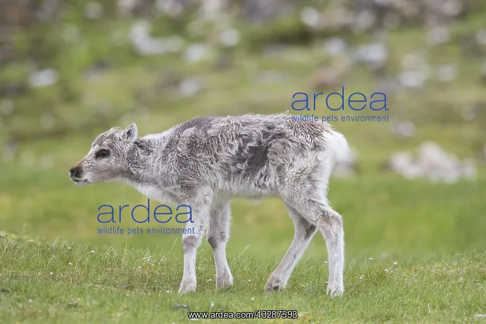 : Reindeer - calf - Svalbard, Norway : Reindeer - calf - Svalbard, Norway