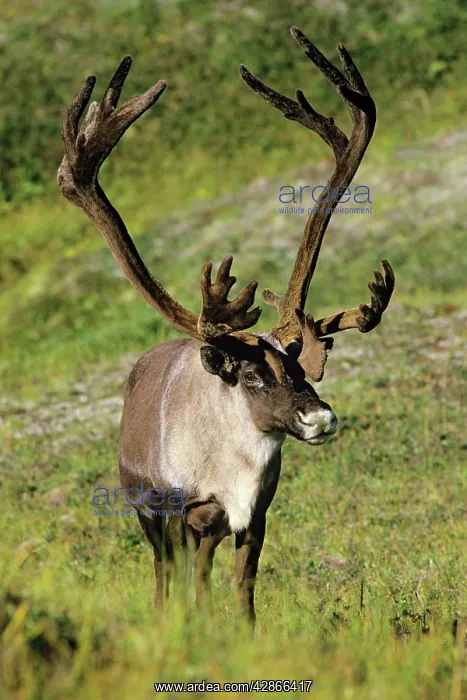 : Reindeer / Caribou : Reindeer / Caribou