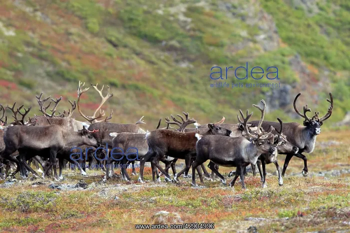 : Reindeer / Caribou : Reindeer / Caribou