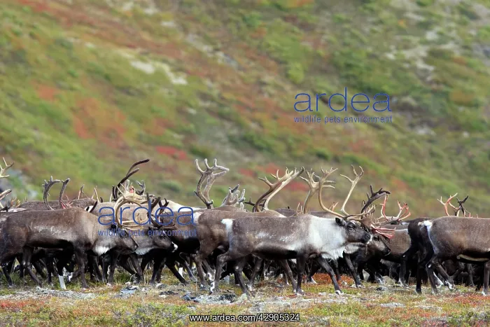 : Reindeer / Caribou : Reindeer / Caribou