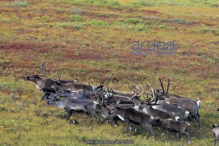 : Reindeer / Caribou : Reindeer / Caribou