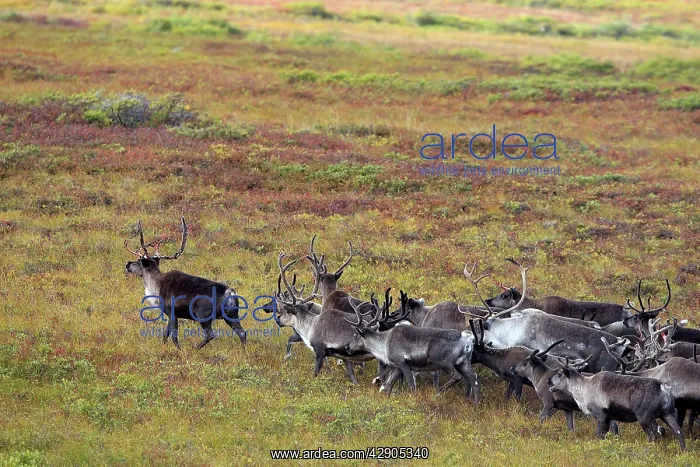 : Reindeer / Caribou : Reindeer / Caribou