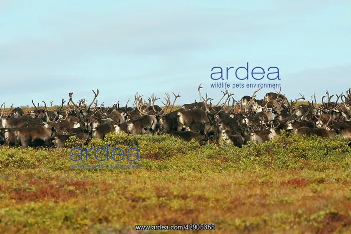 : Reindeer / Caribou : Reindeer / Caribou
