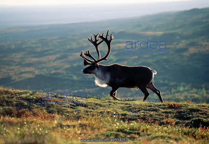 : Reindeer / Caribou : Reindeer / Caribou