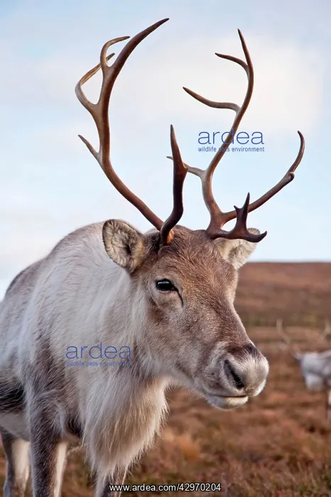 : Reindeer / caribou : Reindeer / caribou