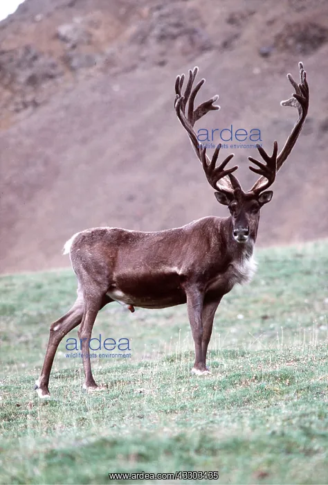 : REINDEER / Caribou - On barren ground : REINDEER / Caribou - On barren ground