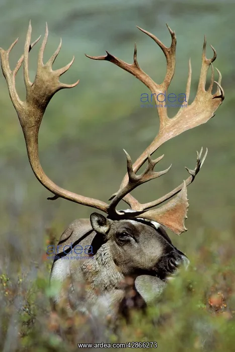  : Reindeer  /  Caribou - bull