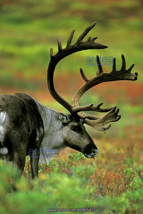 : Reindeer / Caribou - bull, autumn : Reindeer / Caribou - bull, autumn