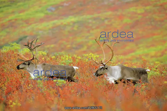 : Reindeer / Caribou - bulls walking across autumn : Reindeer / Caribou - bulls walking across autumn
