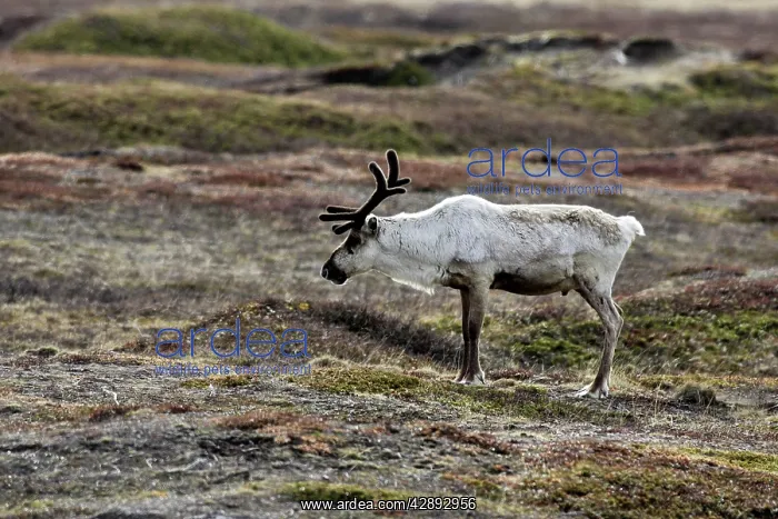 : Reindeer / Caribou - domestic : Reindeer / Caribou - domestic